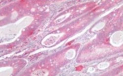 KRAS Antibody, Novus Biologicals 50 &mu;g | Buy Online | Novus Biologicals | Fisher Scientific